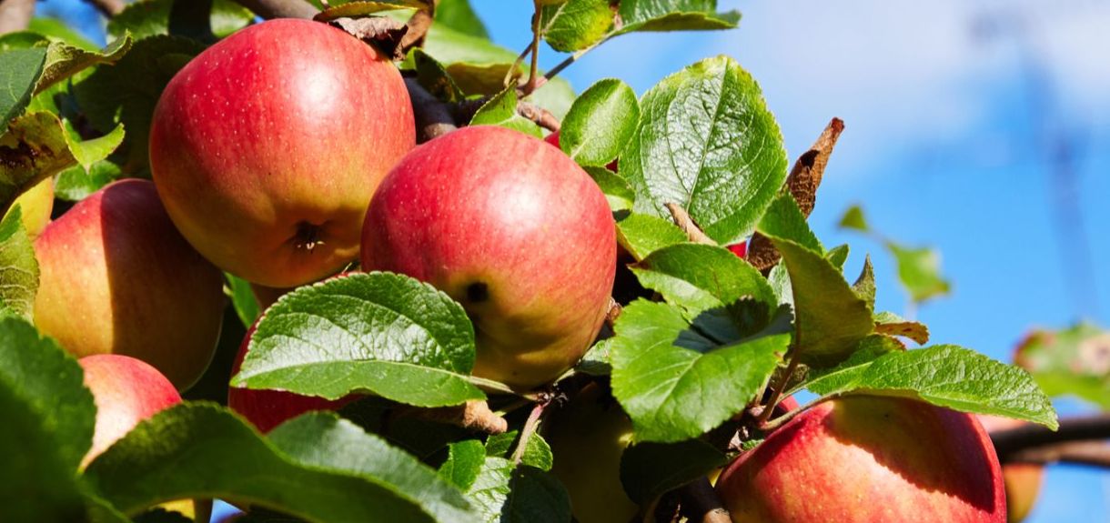 A close up on a group of apples growing on the tree